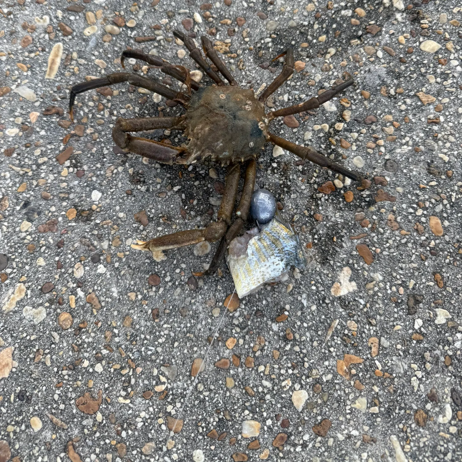 The most recent European spider crab catches on Fishbrain