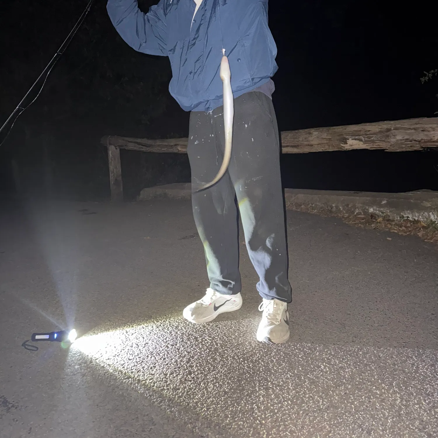 American eel caught on Fishbrain