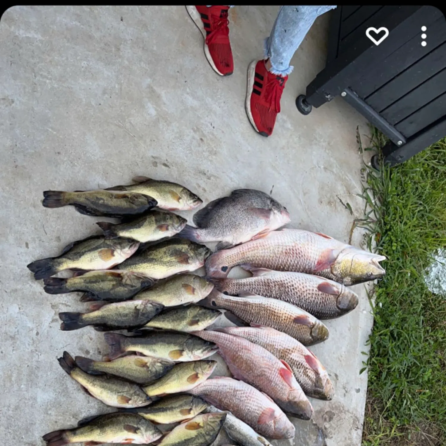 recently logged catches