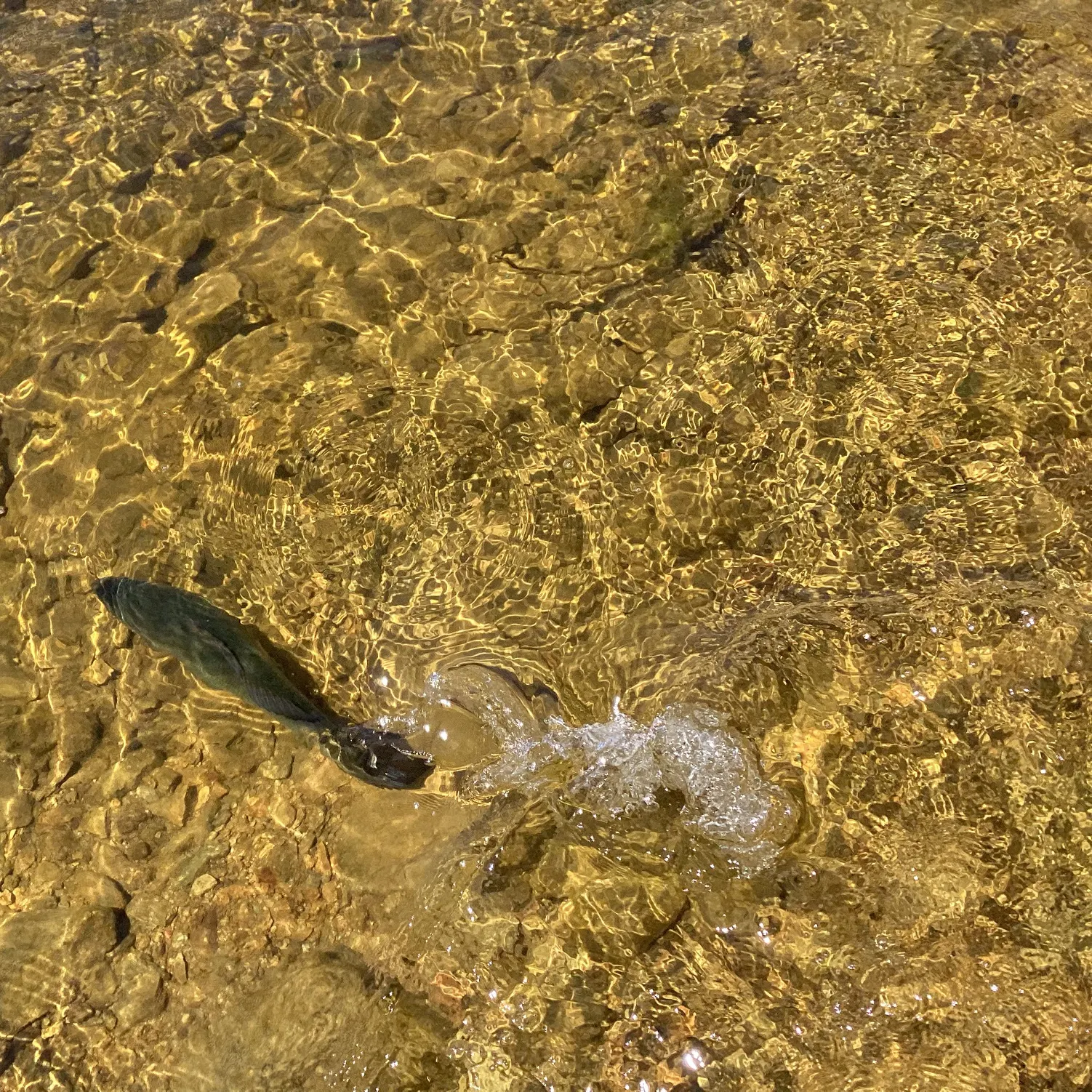 The most recent Golden perch catches on Fishbrain