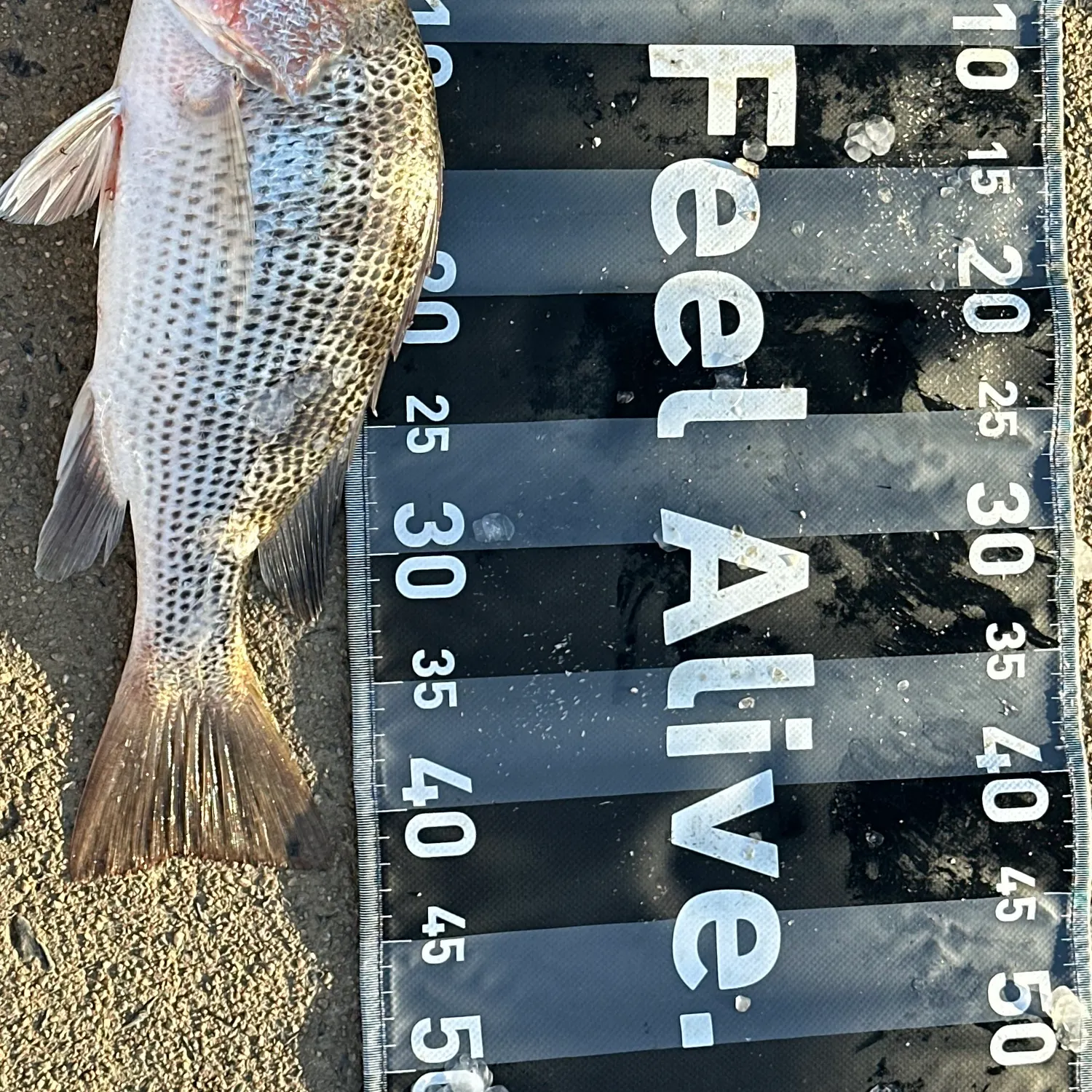 The most recent John's snapper catches on Fishbrain