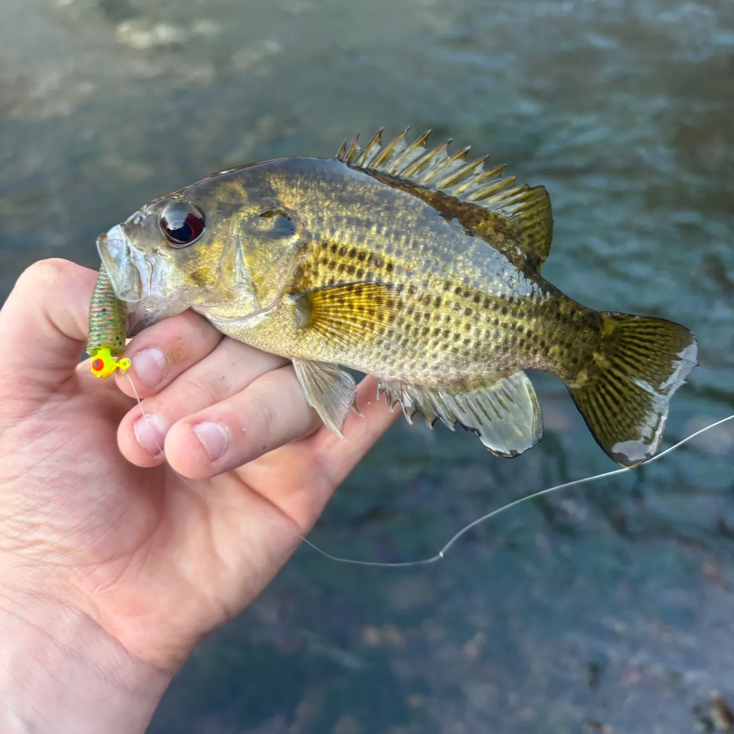 Rock bass caught on Fishbrain