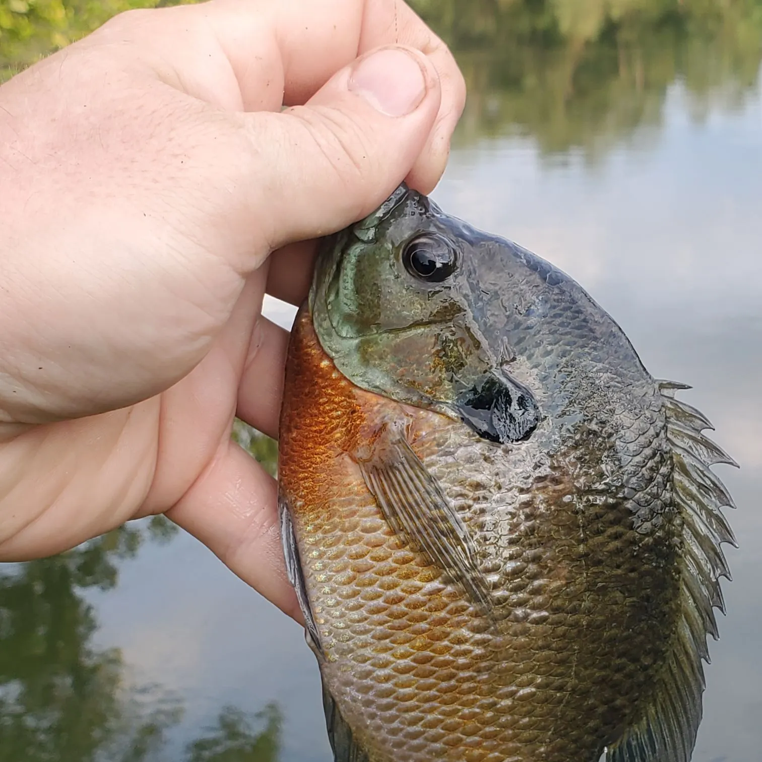 Bluegill caught on Fishbrain