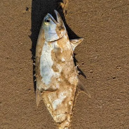 Talang queenfish caught on Fishbrain