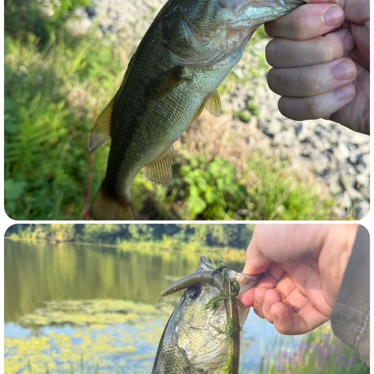 Largemouth bass caught on Fishbrain