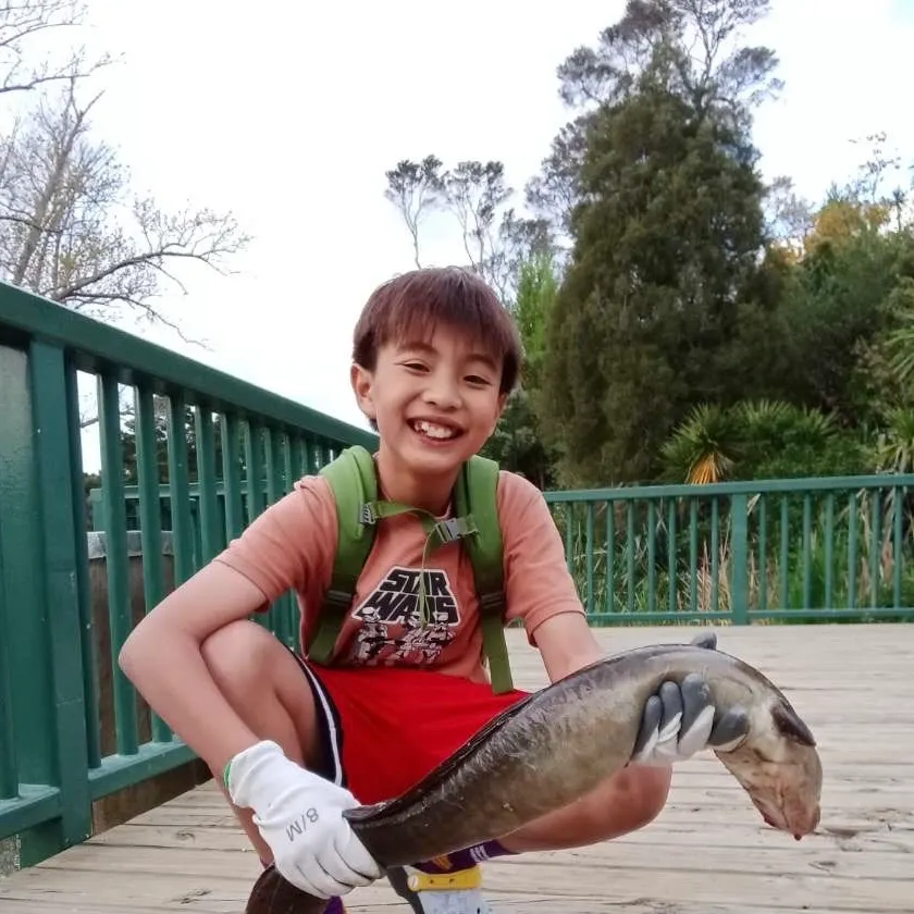 The most recent Shortfin eel catches on Fishbrain