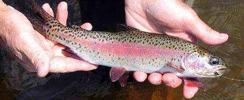 Cutbow