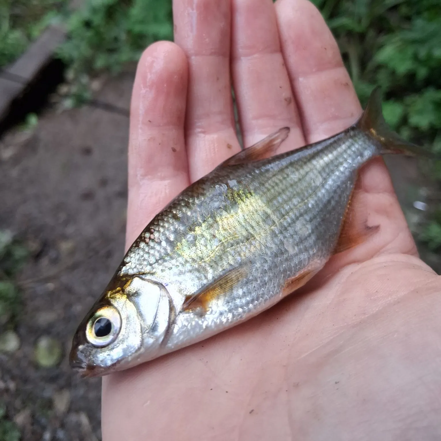 The most recent White bream catches on Fishbrain