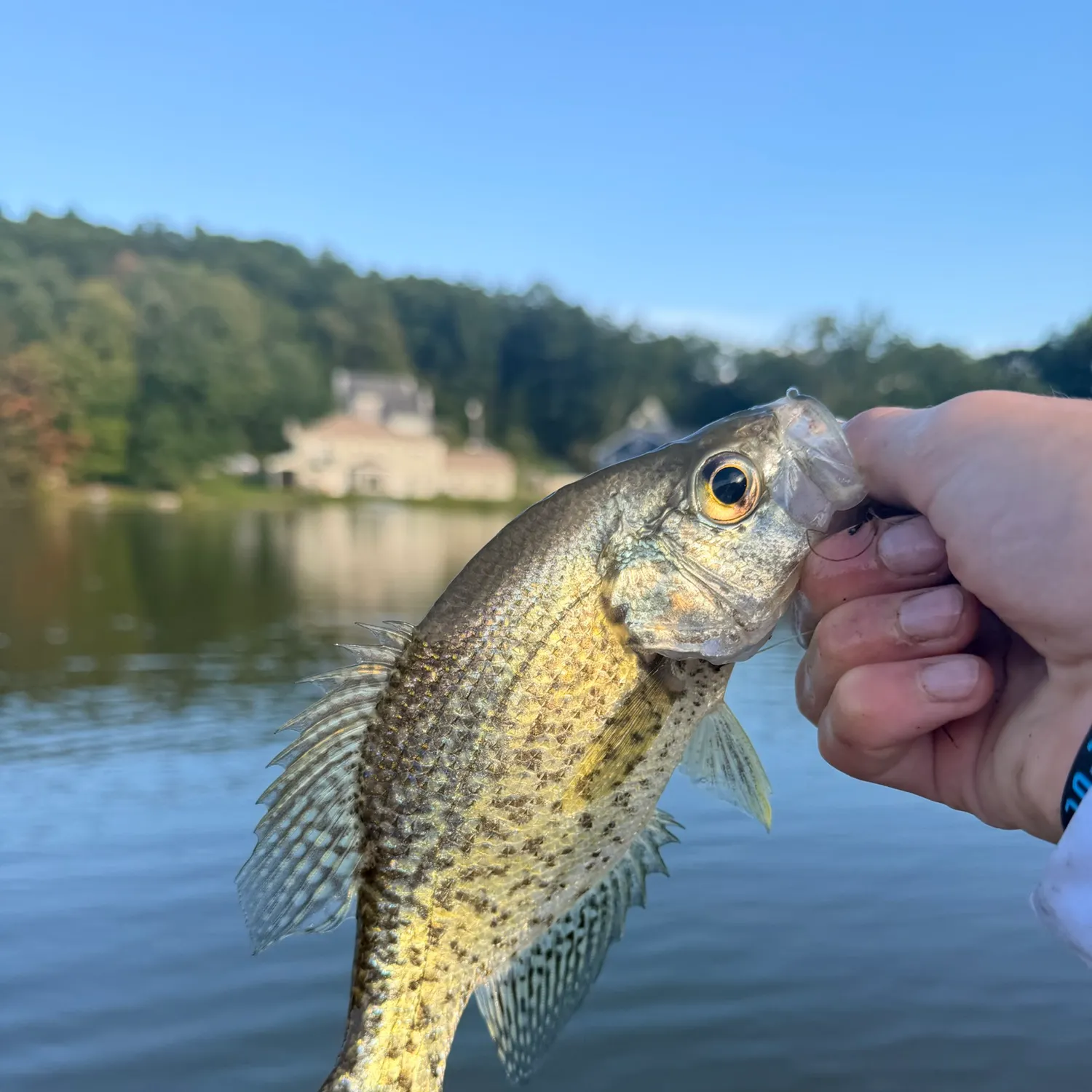 Black crappie caught on Fishbrain