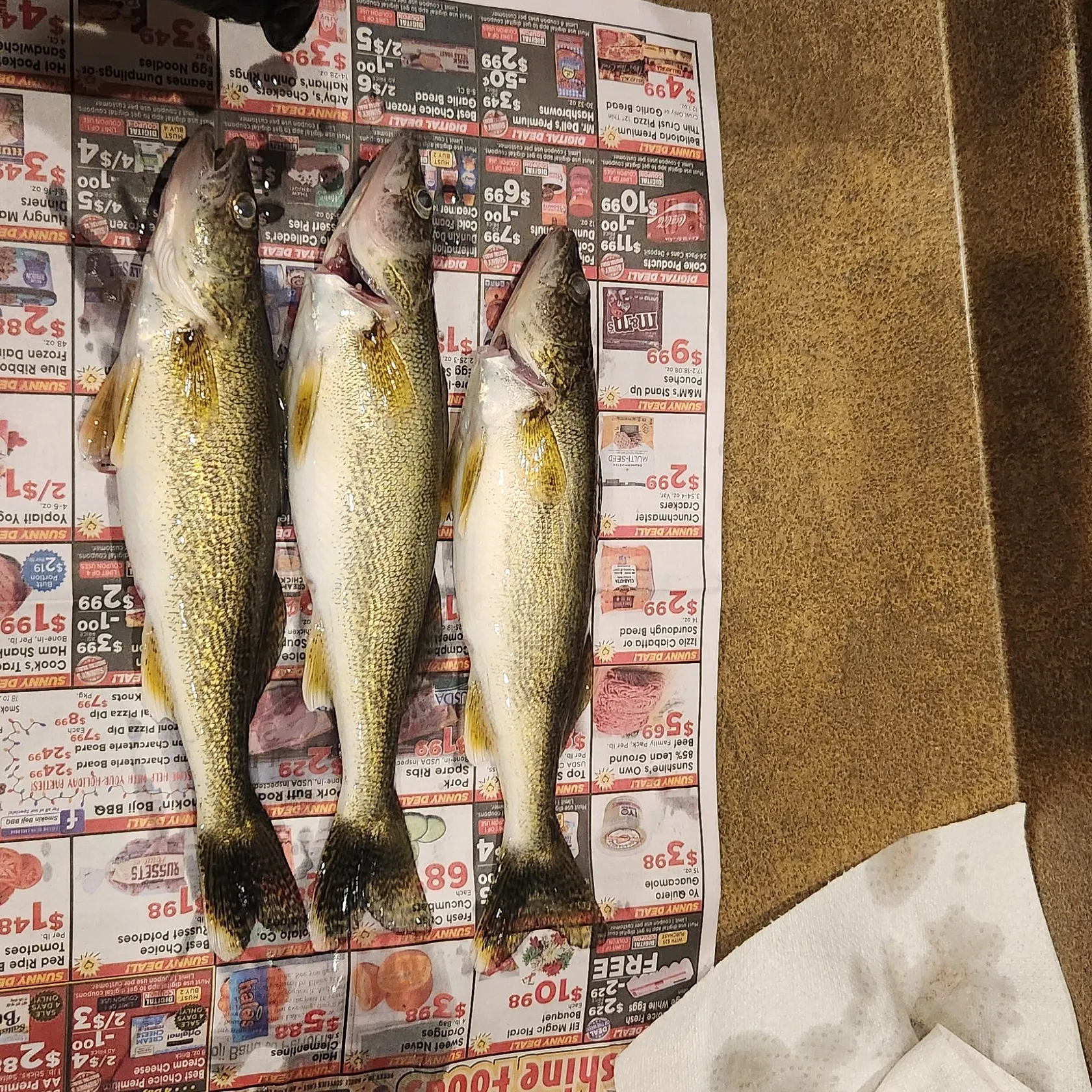recently logged catches
