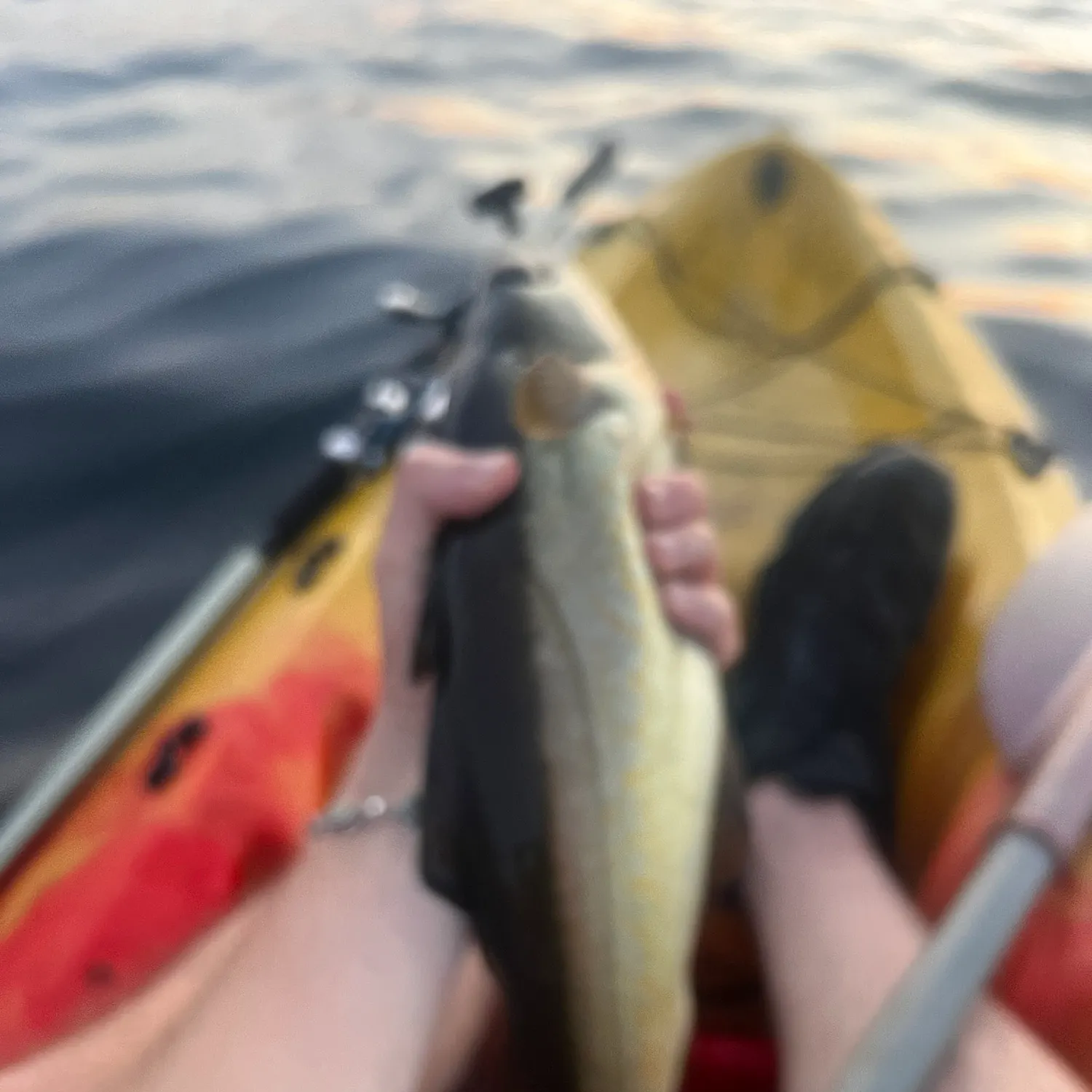 The most recent Pollack catches on Fishbrain