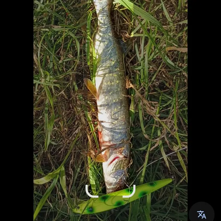 Northern pike caught on Fishbrain