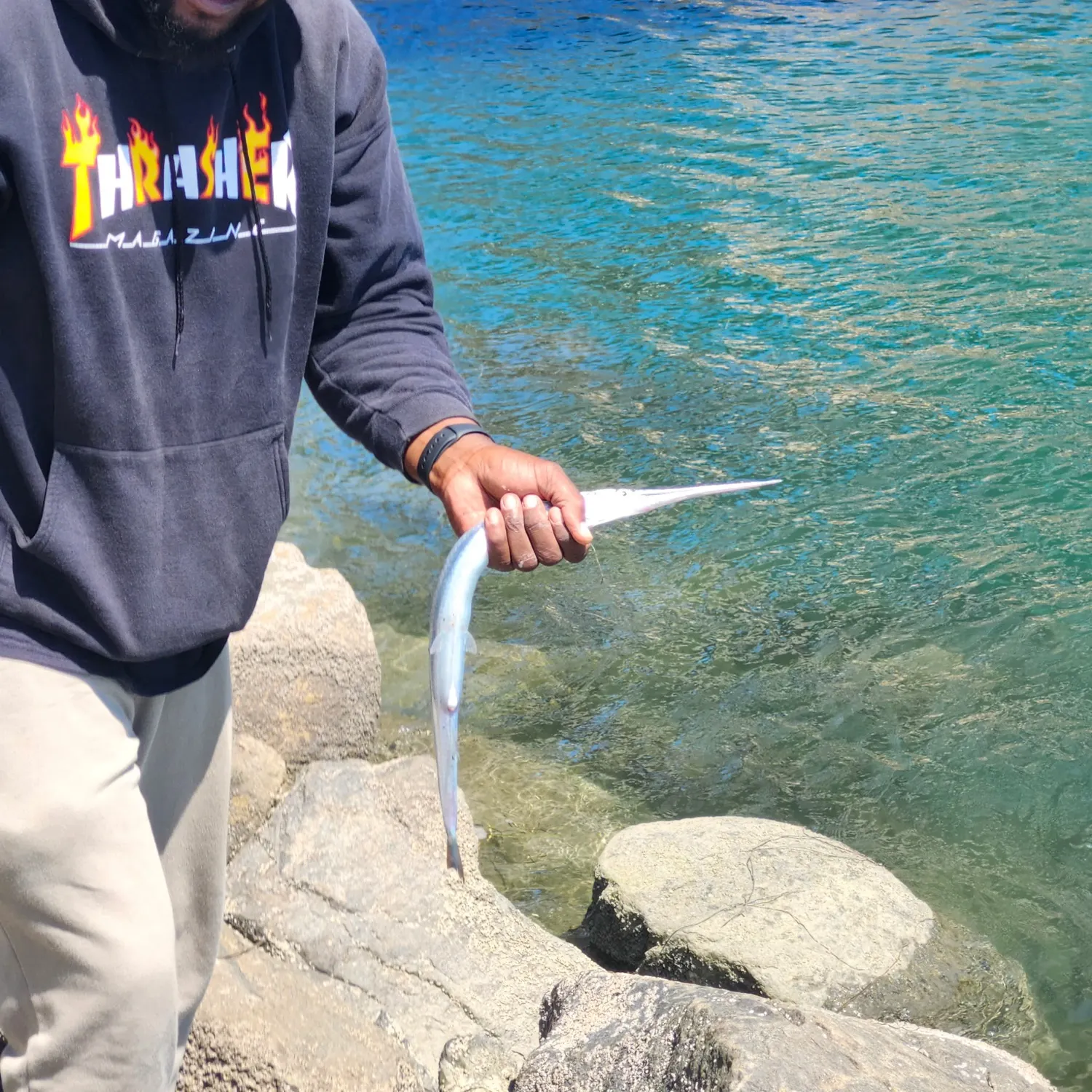 Flat needlefish caught on Fishbrain