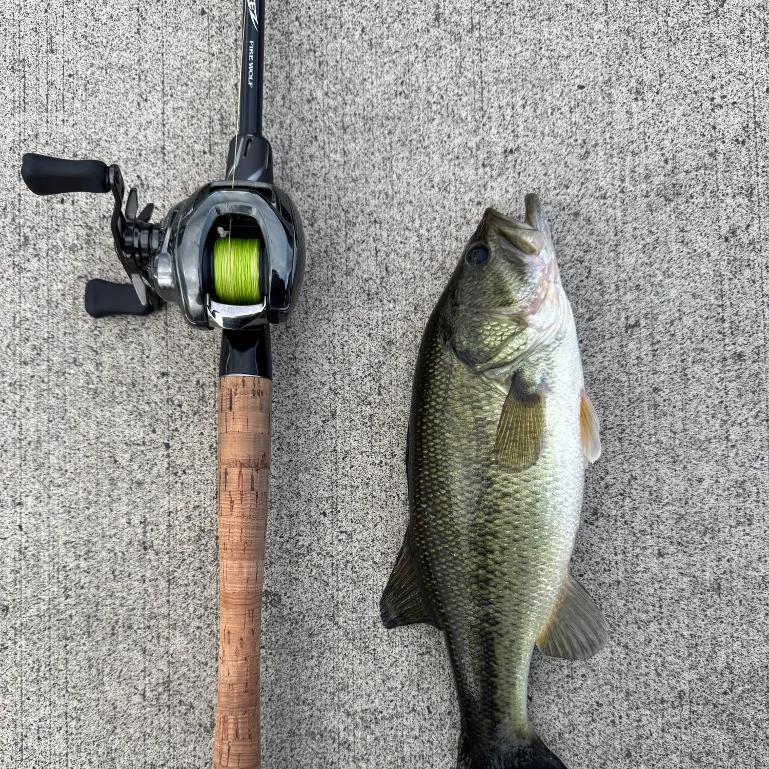 Largemouth bass caught on Fishbrain