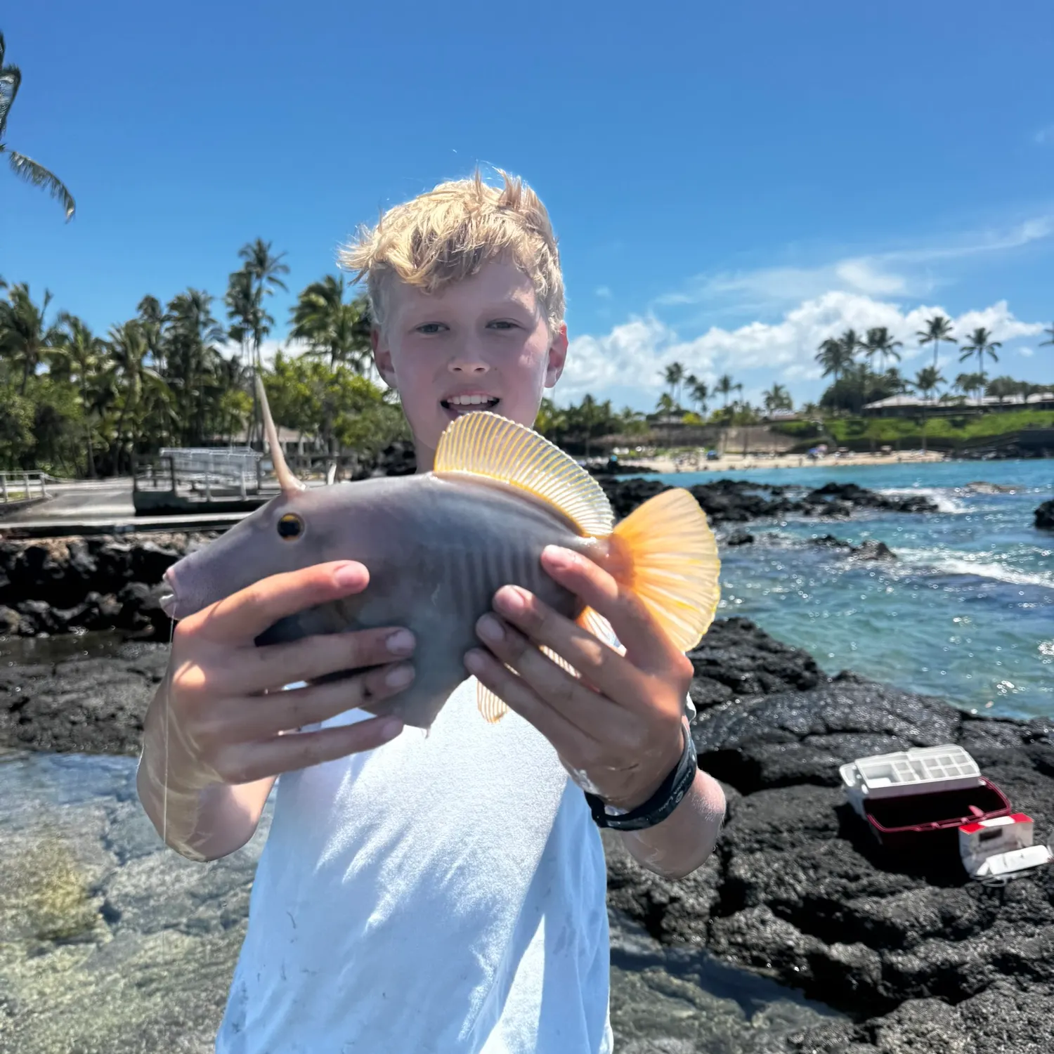 The most recent Bridled triggerfish catches on Fishbrain