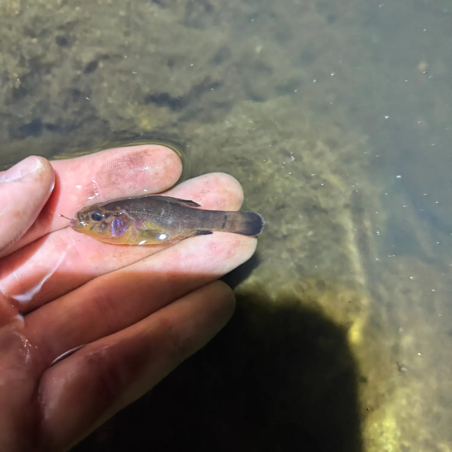 The most recent Western pirate perch catches on Fishbrain