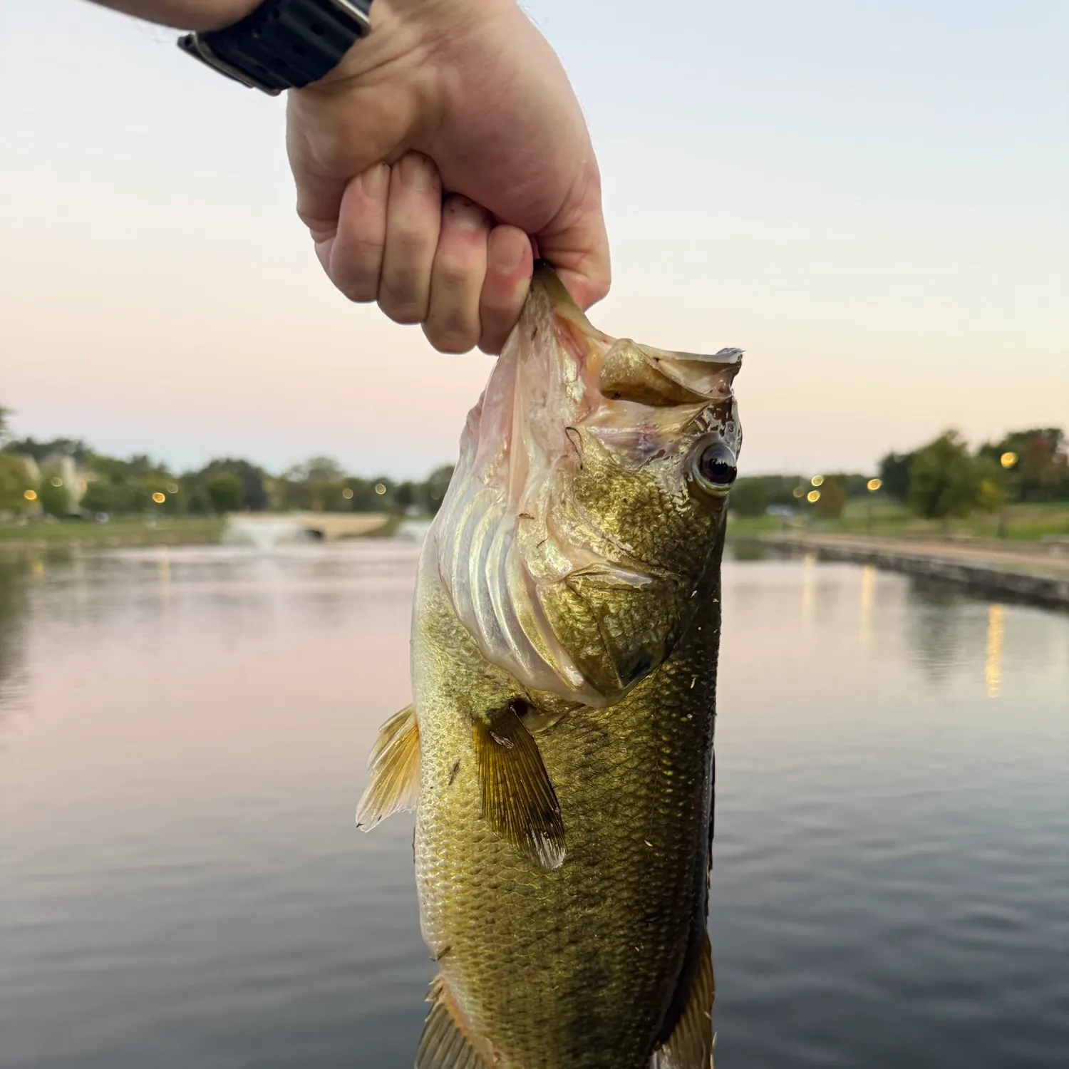 Largemouth bass caught on Fishbrain
