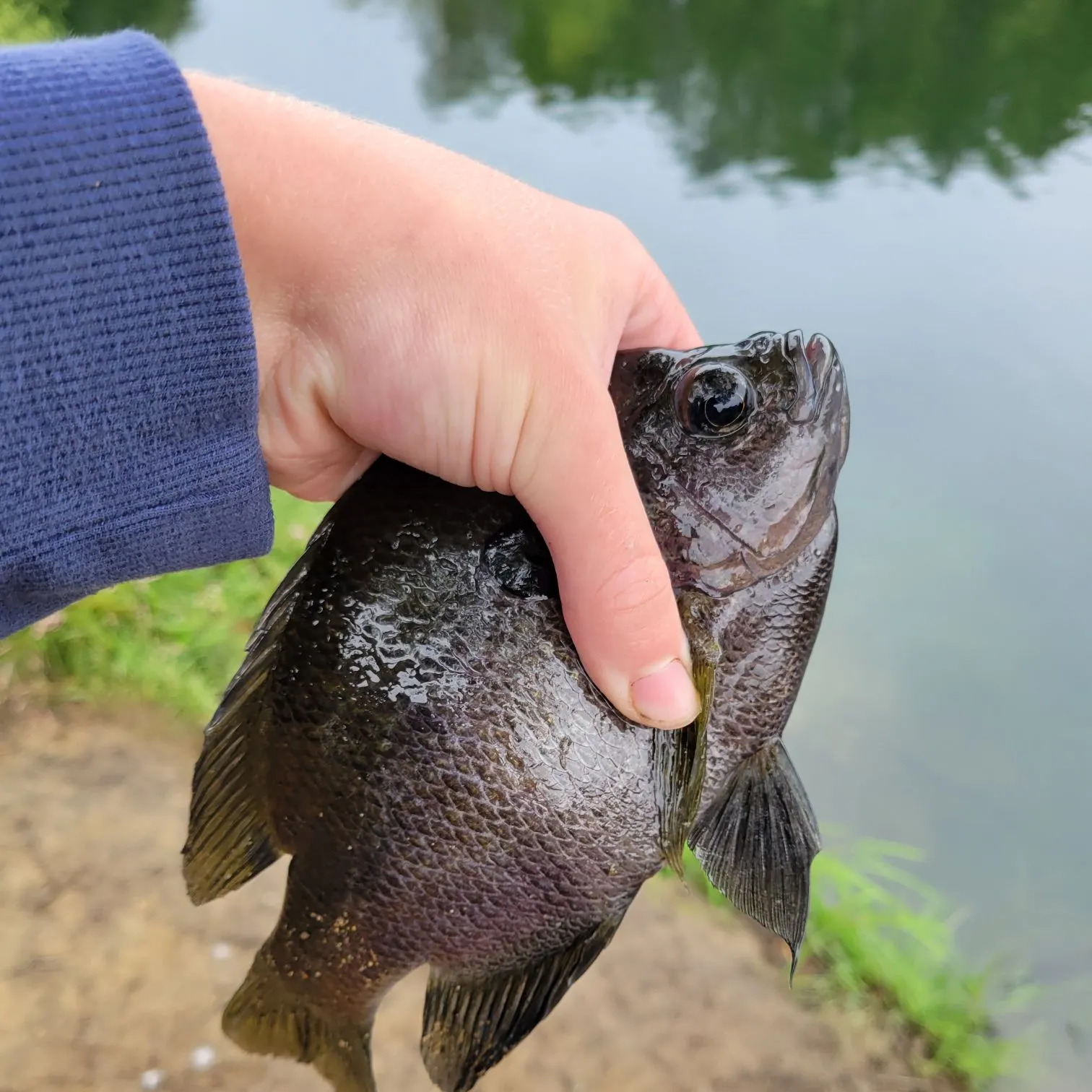 Bluegill caught on Fishbrain