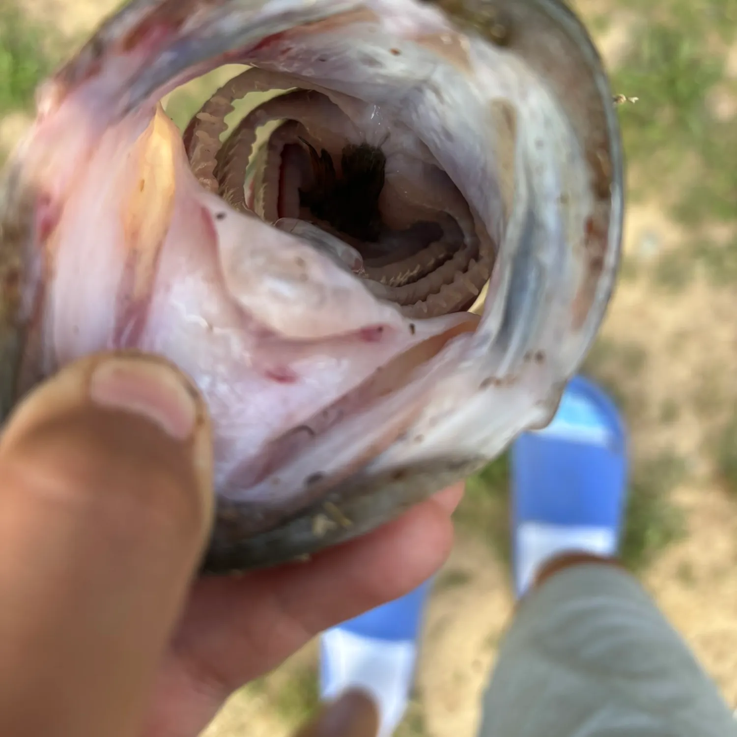 catch
