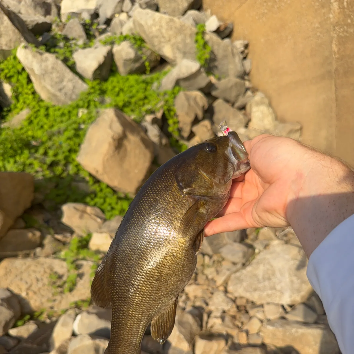 Smallmouth bass caught on Fishbrain