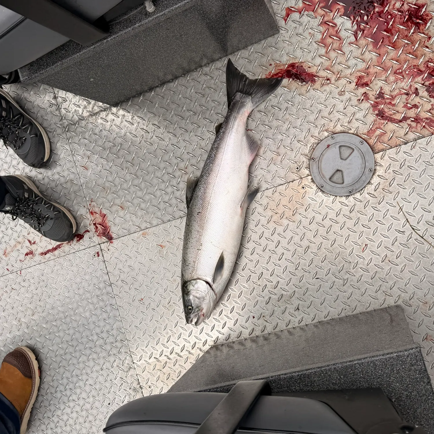 Coho salmon caught on Fishbrain