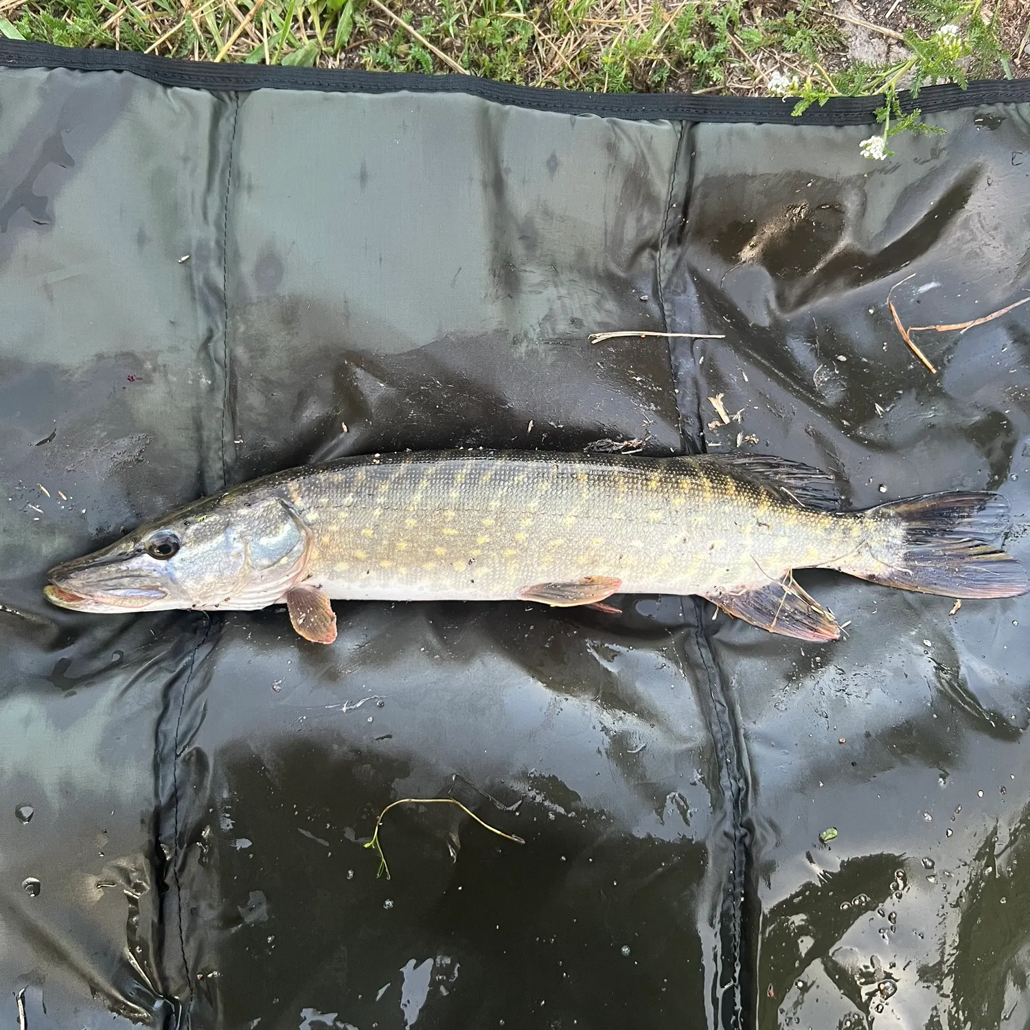 Northern pike caught on Fishbrain