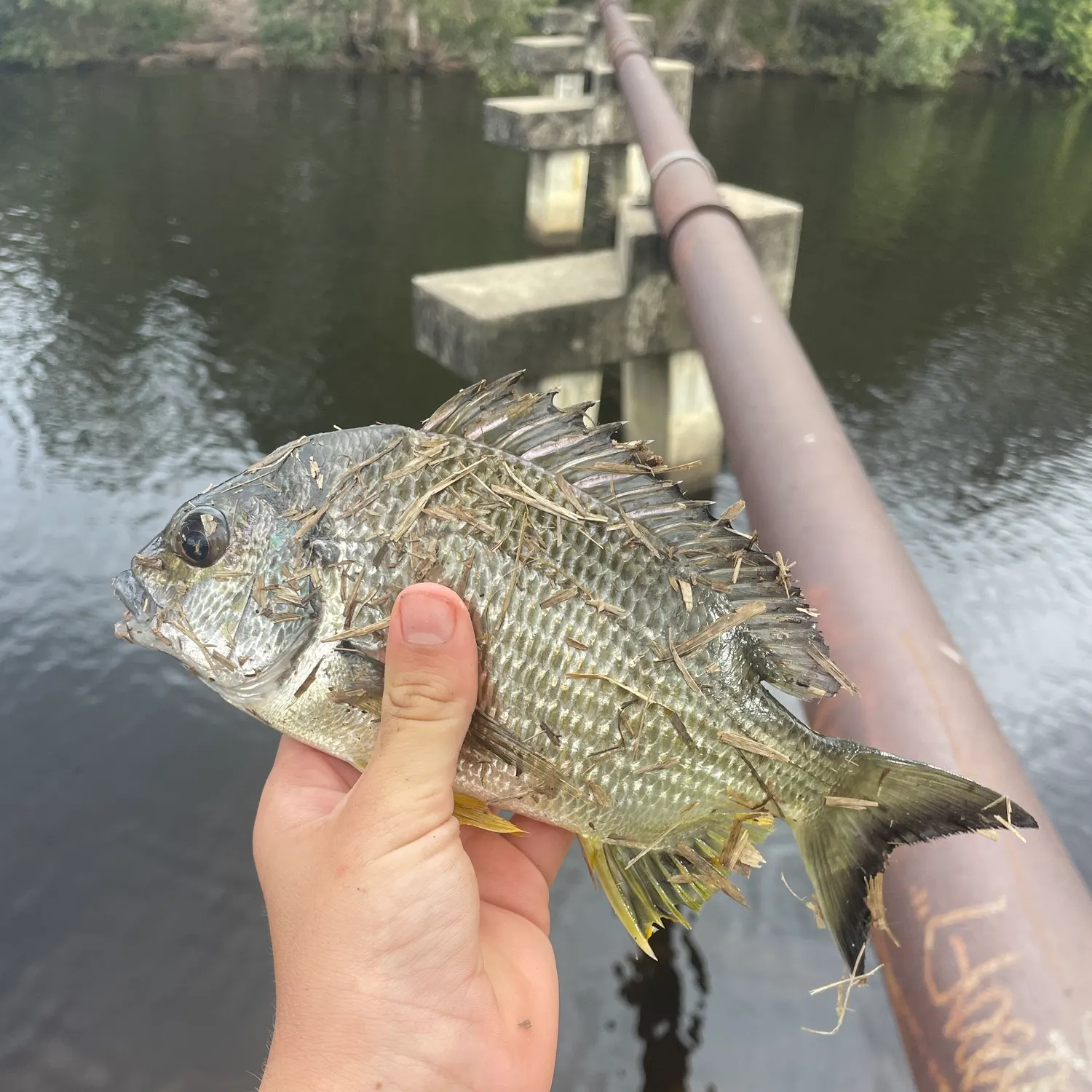 Surf bream caught on Fishbrain