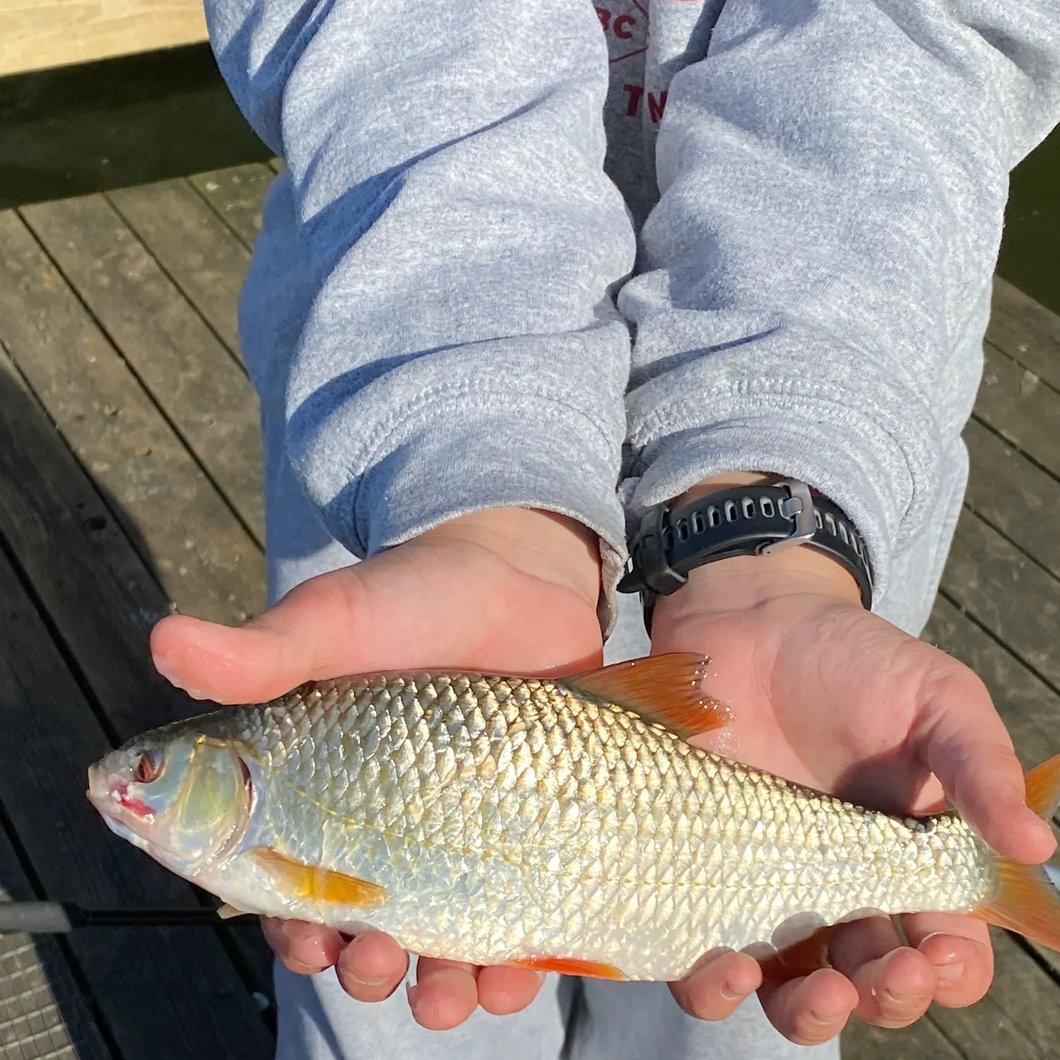 Common roach caught on Fishbrain