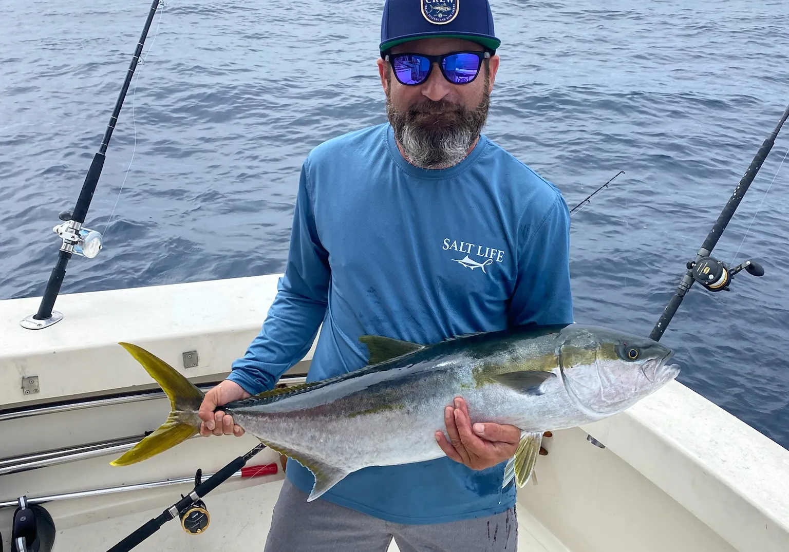 California yellowtail amberjack