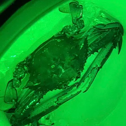 The most recent Blue swimmer crab catches on Fishbrain