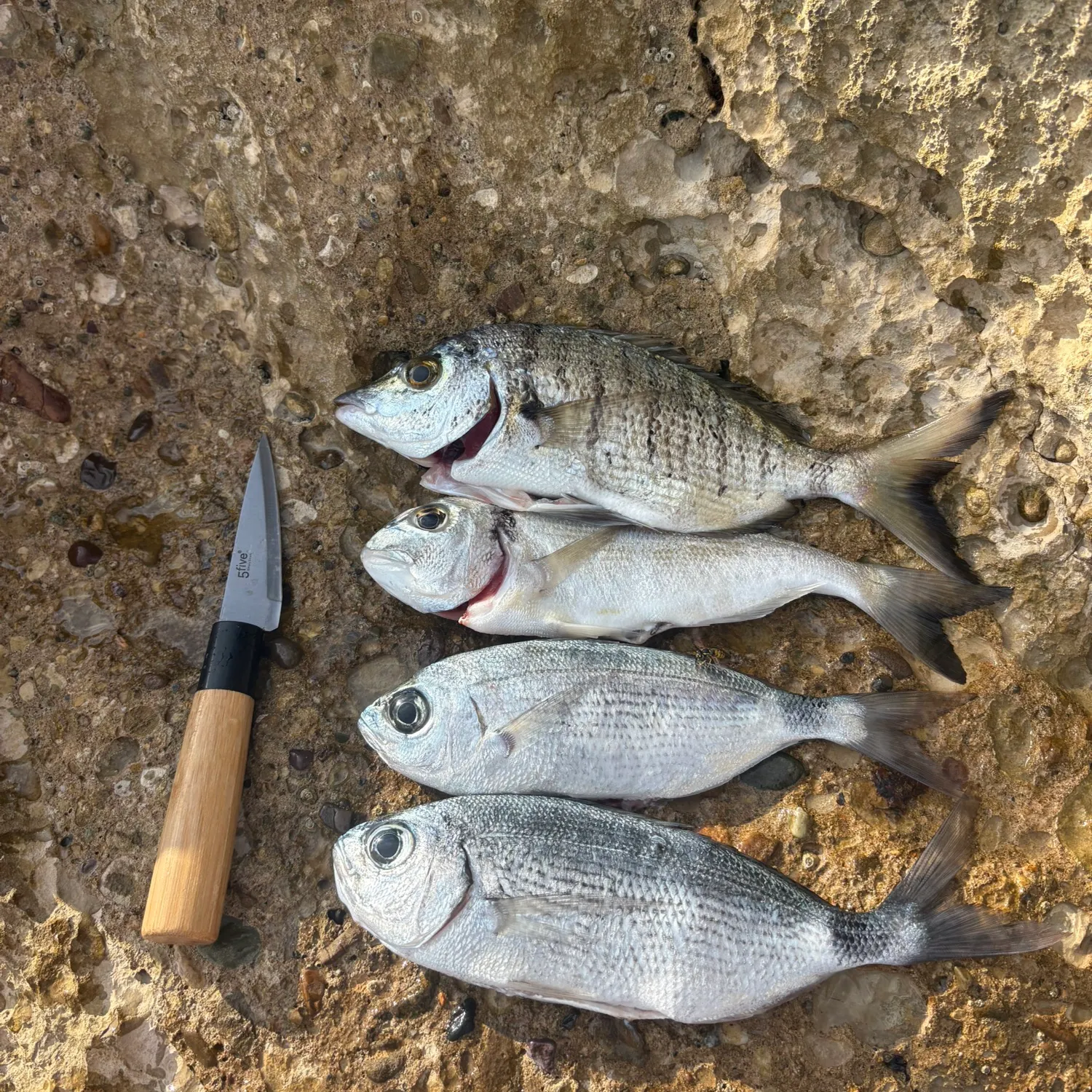 Fish caught on Fishbrain