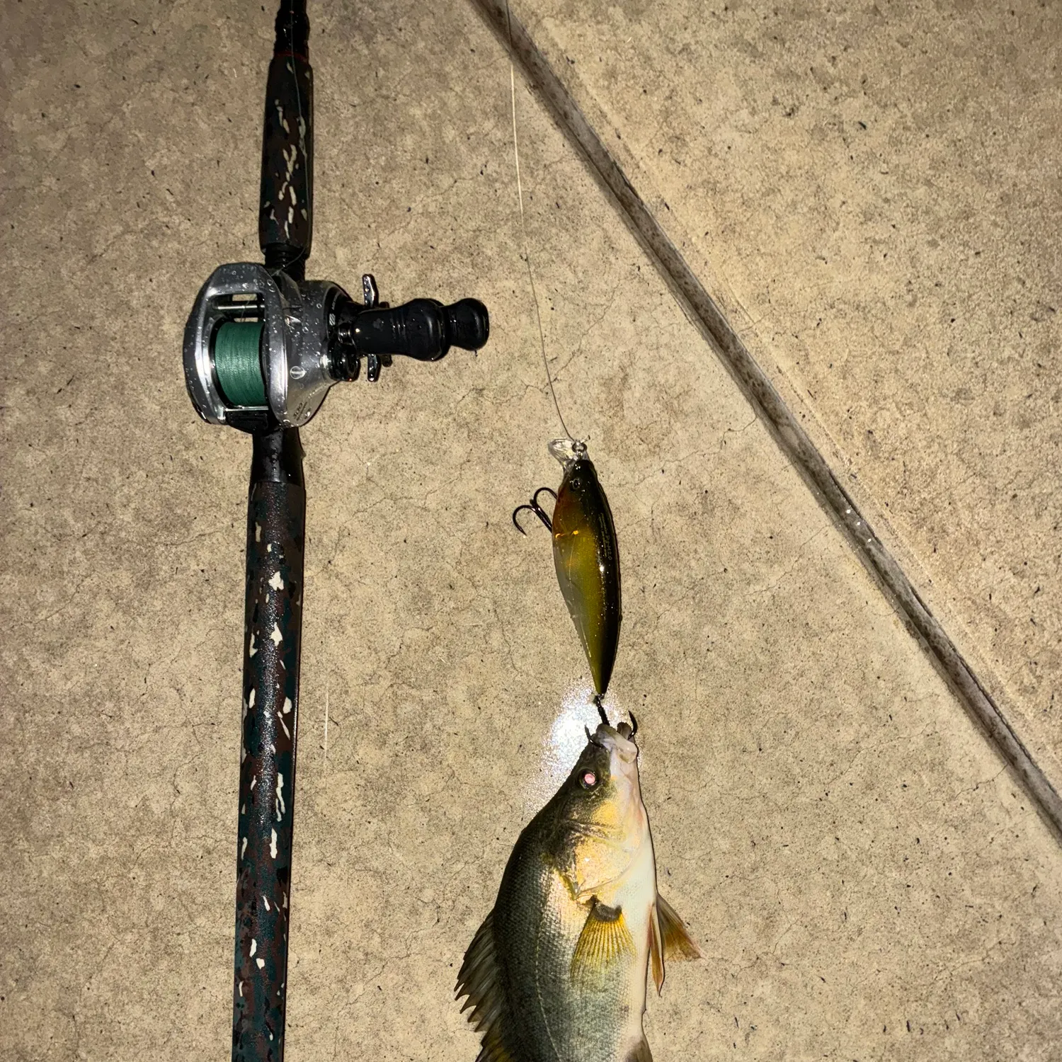 The most recent Golden perch catches on Fishbrain