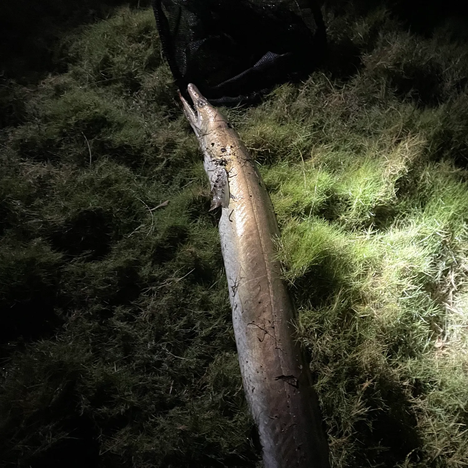 The most recent Common pike conger catches on Fishbrain