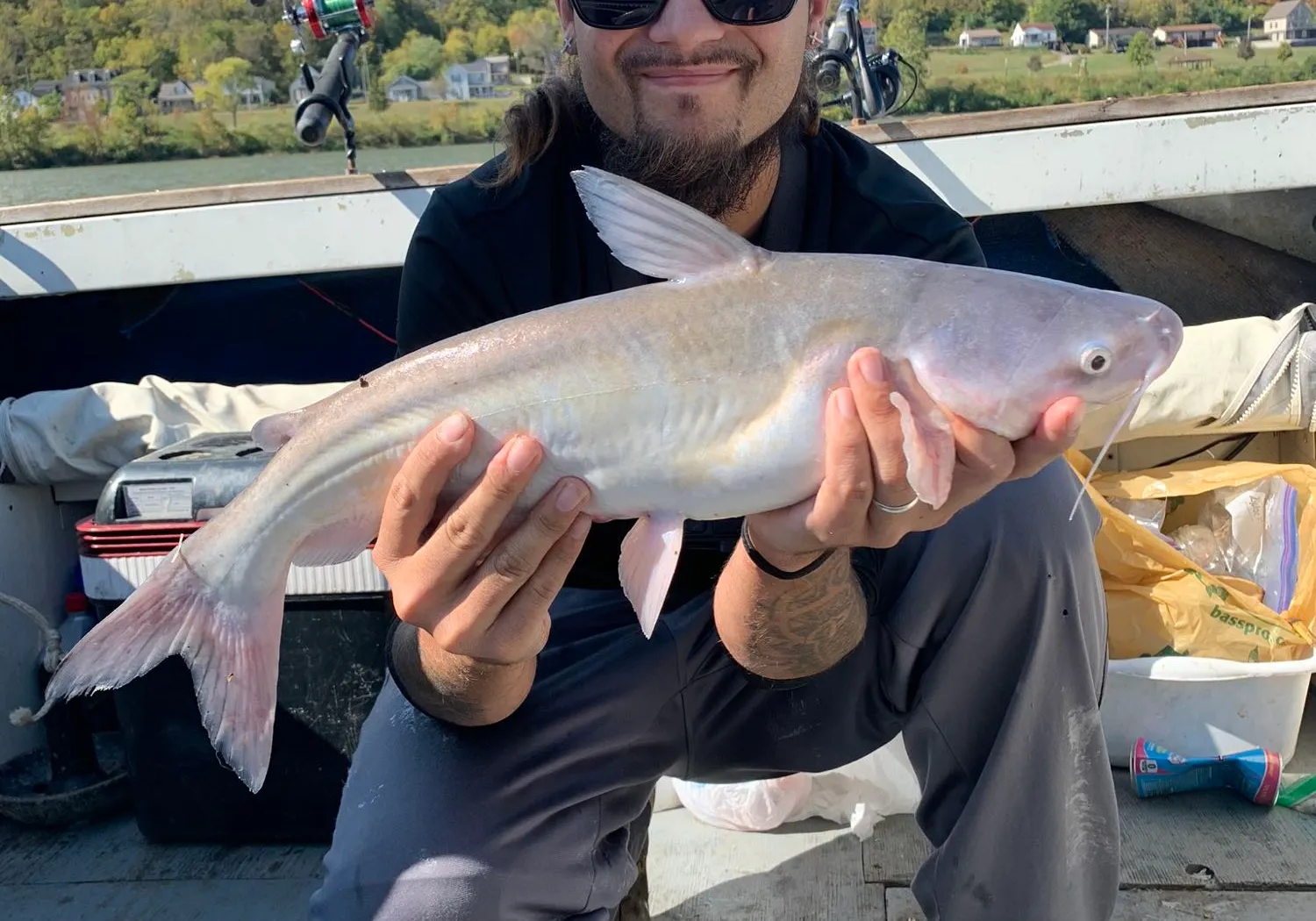 Blue catfish