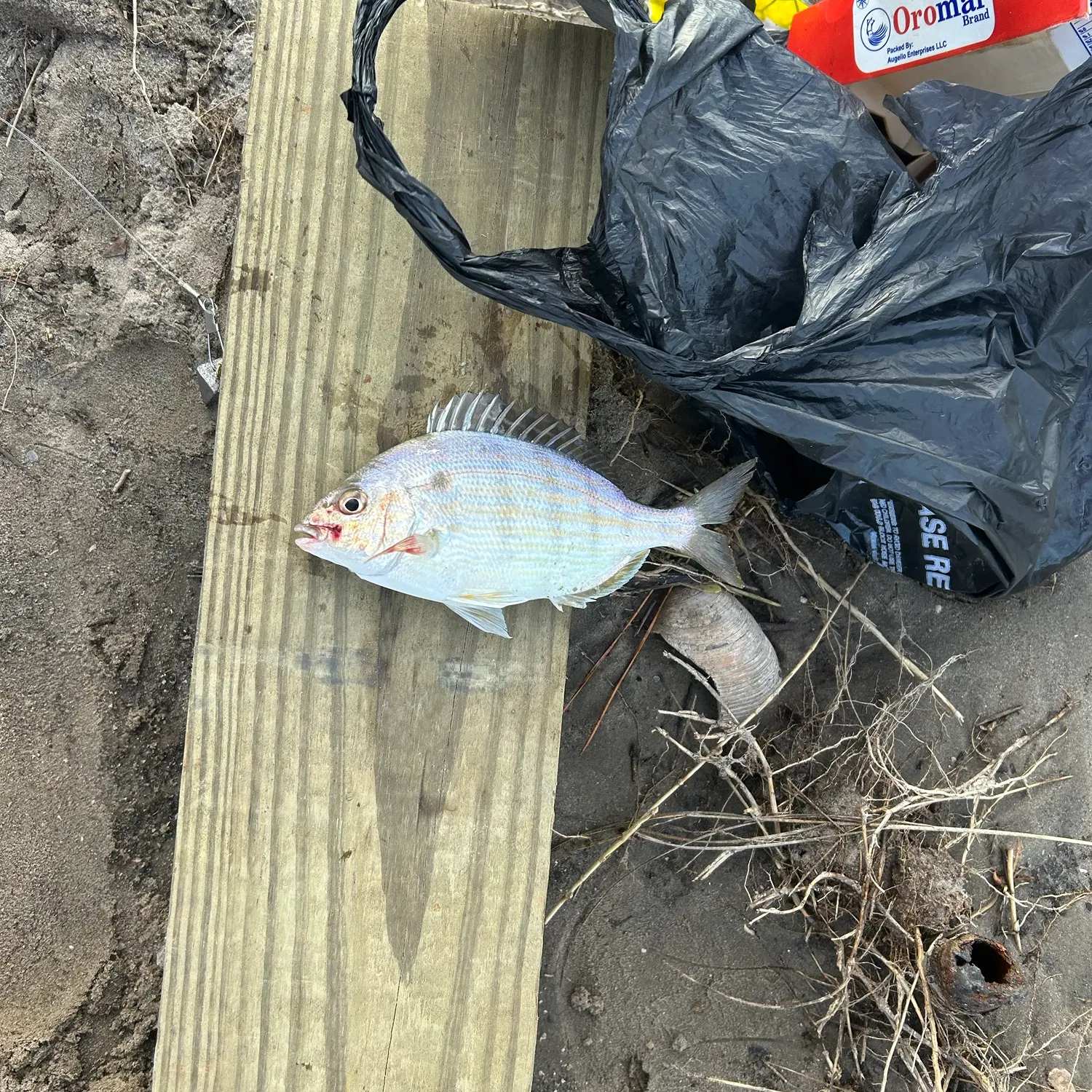 Pinfish caught on Fishbrain