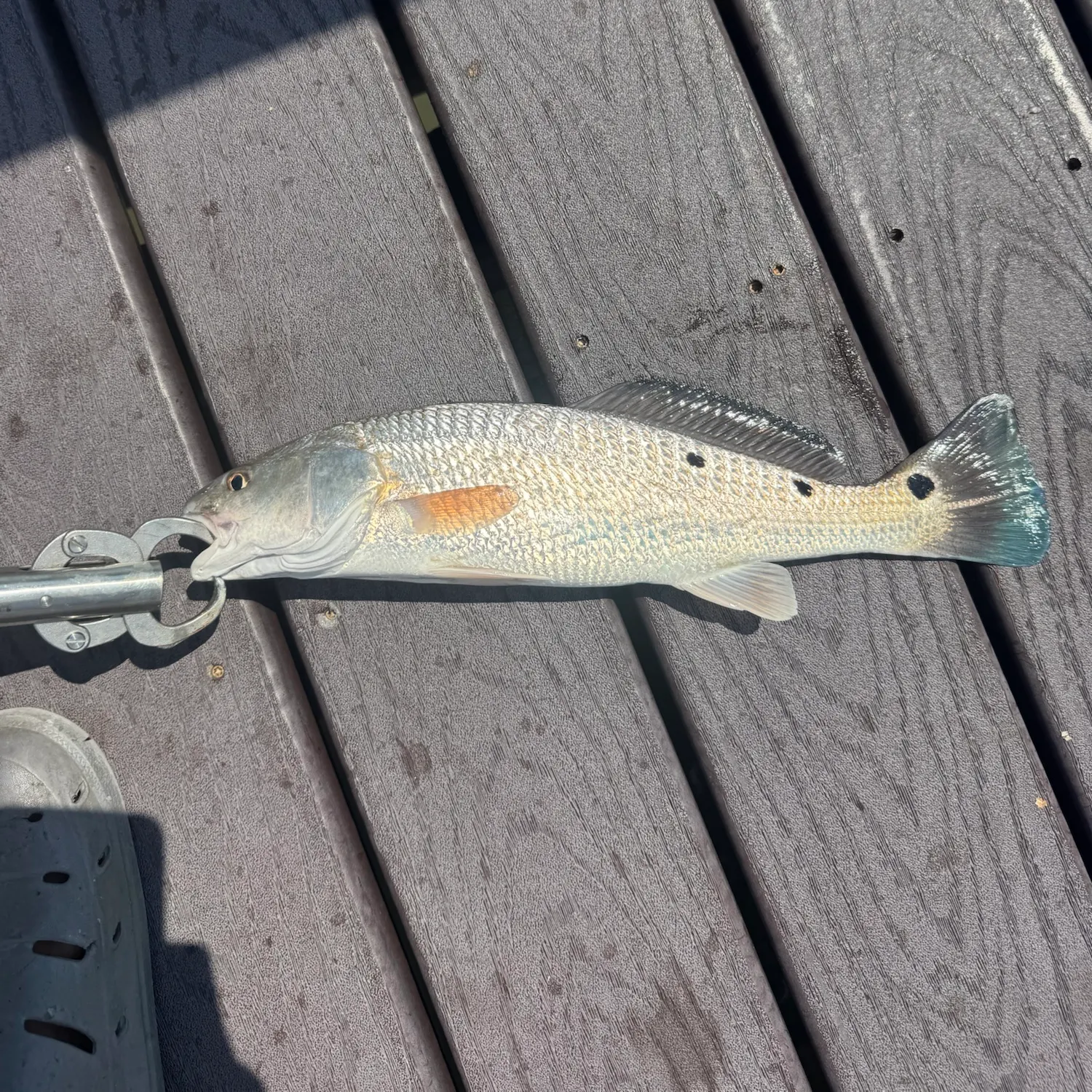 Red drum caught on Fishbrain