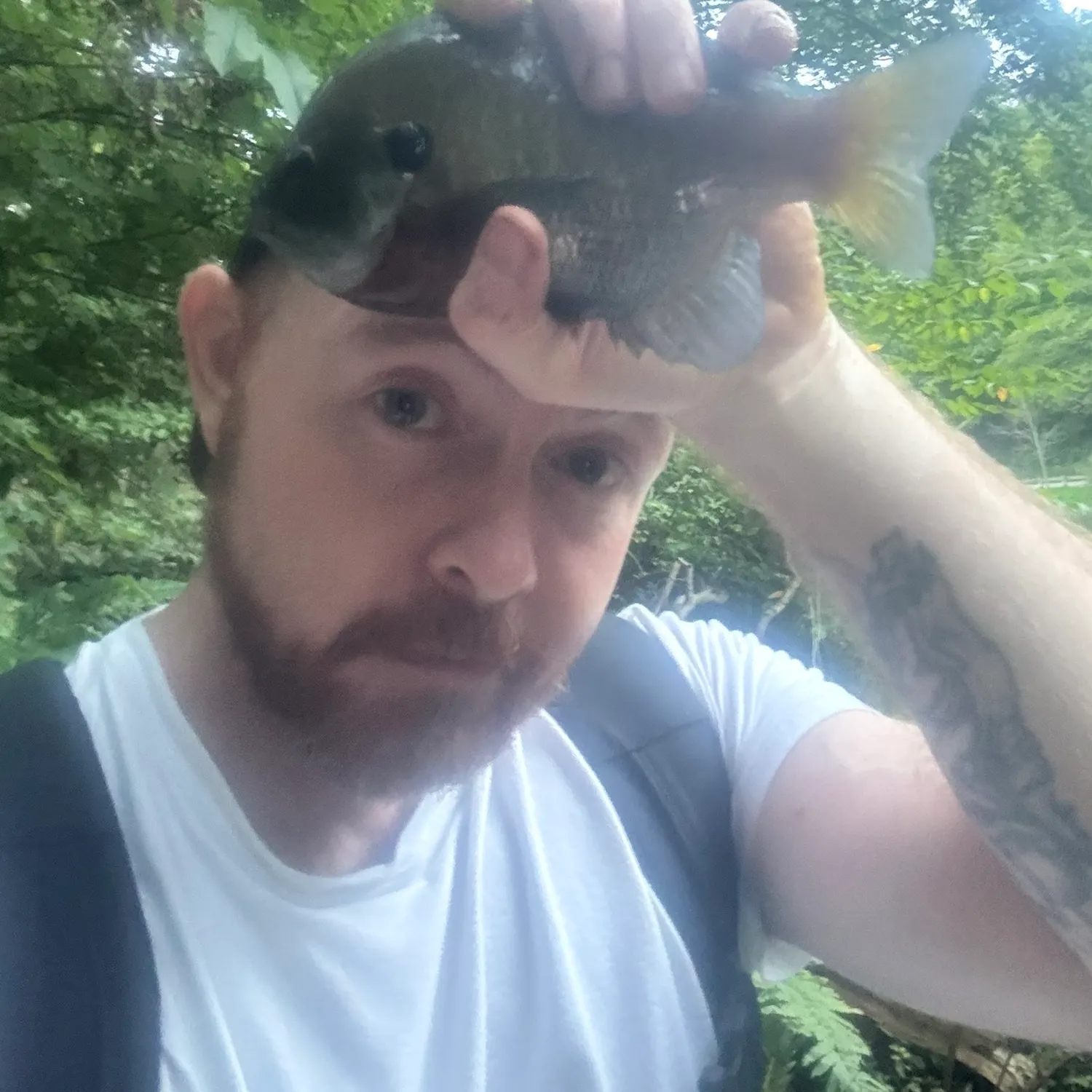 Bluegill caught on Fishbrain
