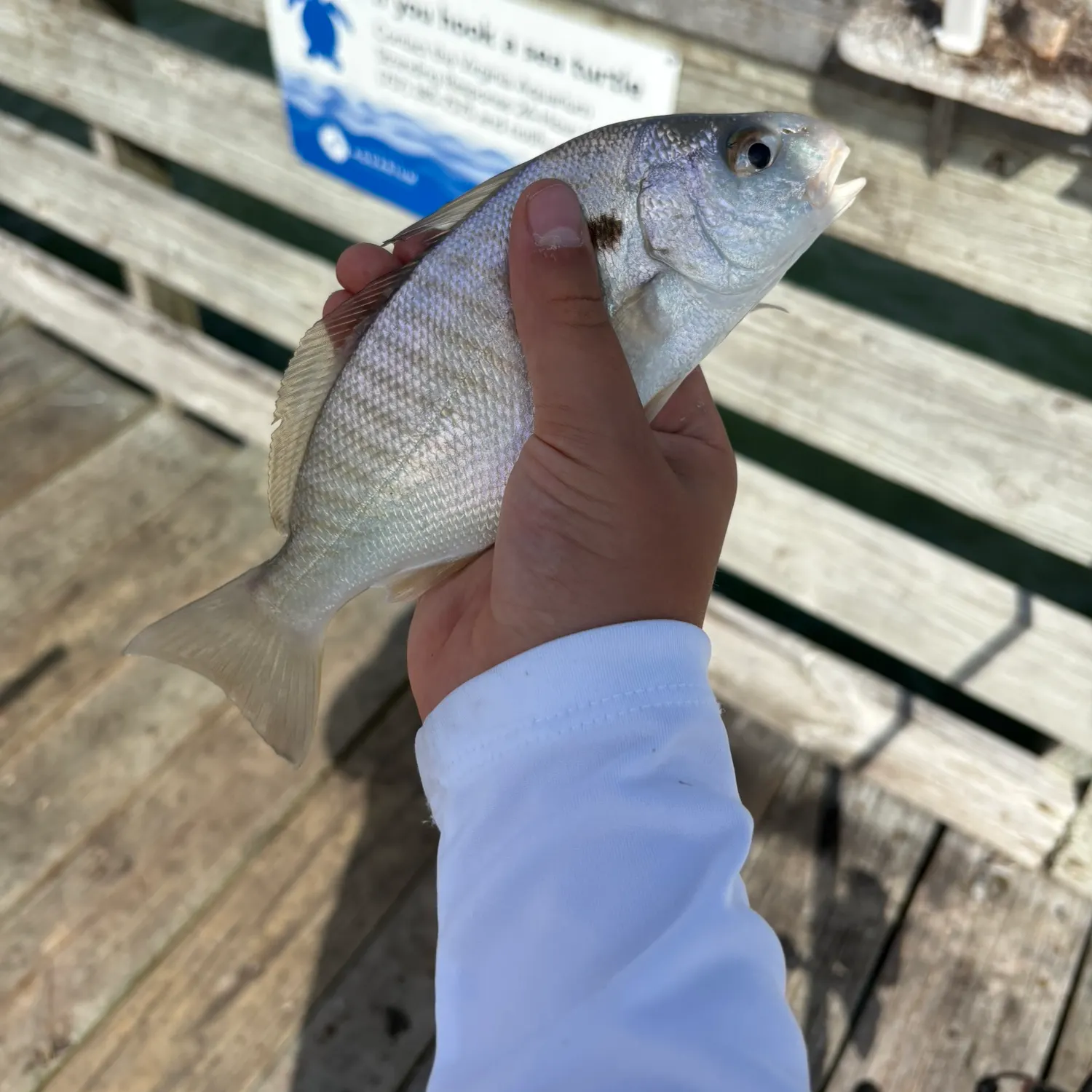Spot croaker caught on Fishbrain
