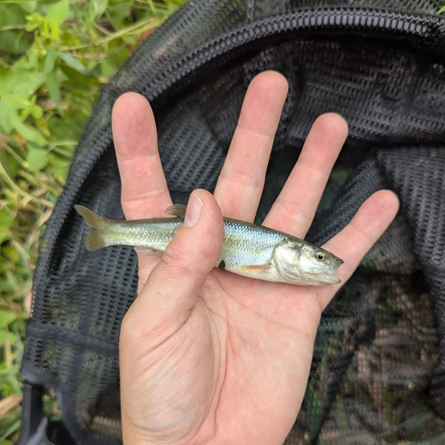 The most recent Creek chub catches on Fishbrain
