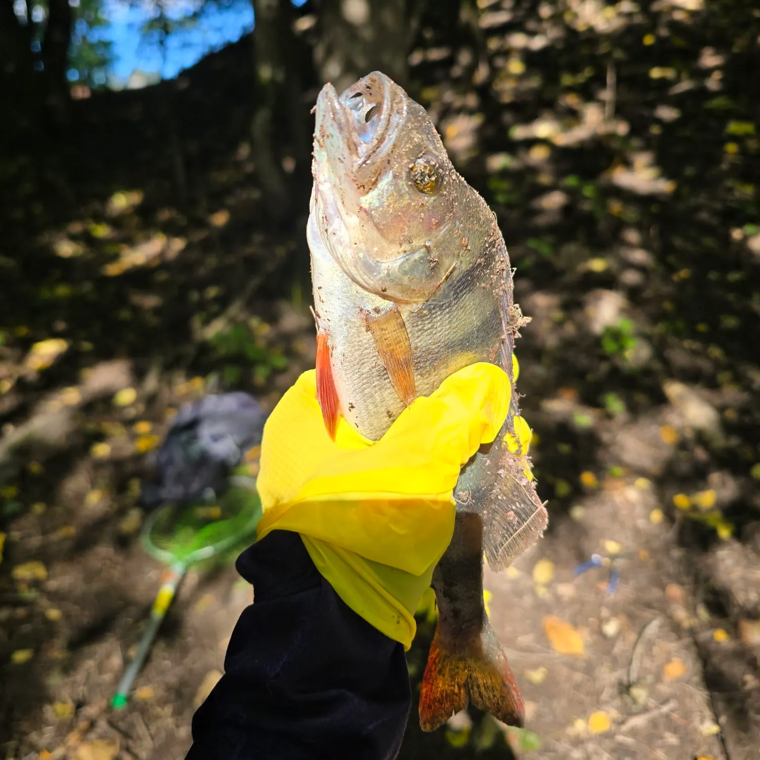 European perch caught on Fishbrain