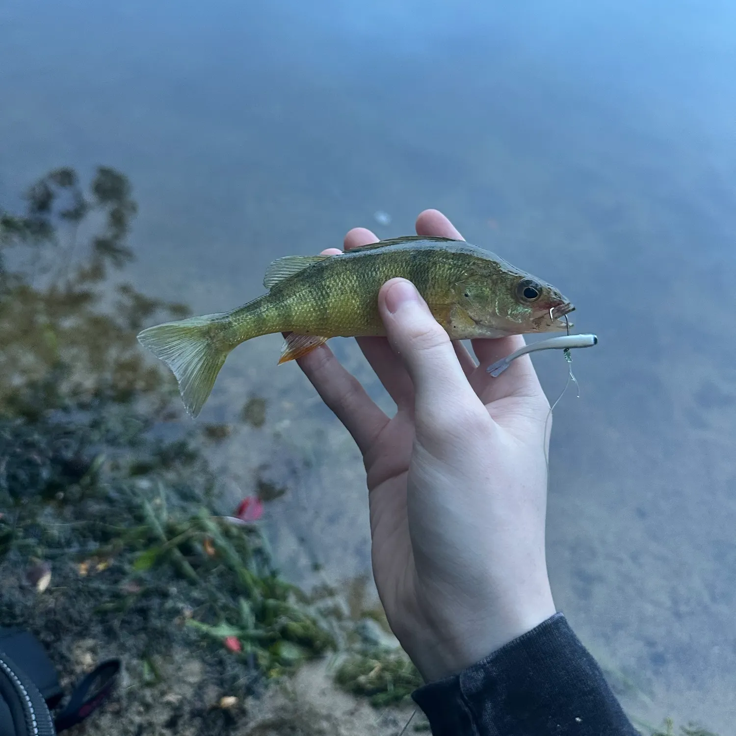 Yellow perch caught on Fishbrain