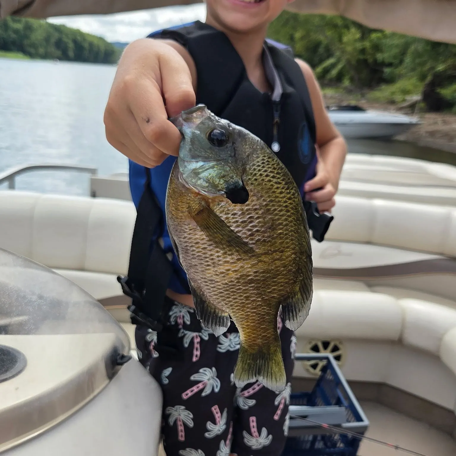 Bluegill caught on Fishbrain