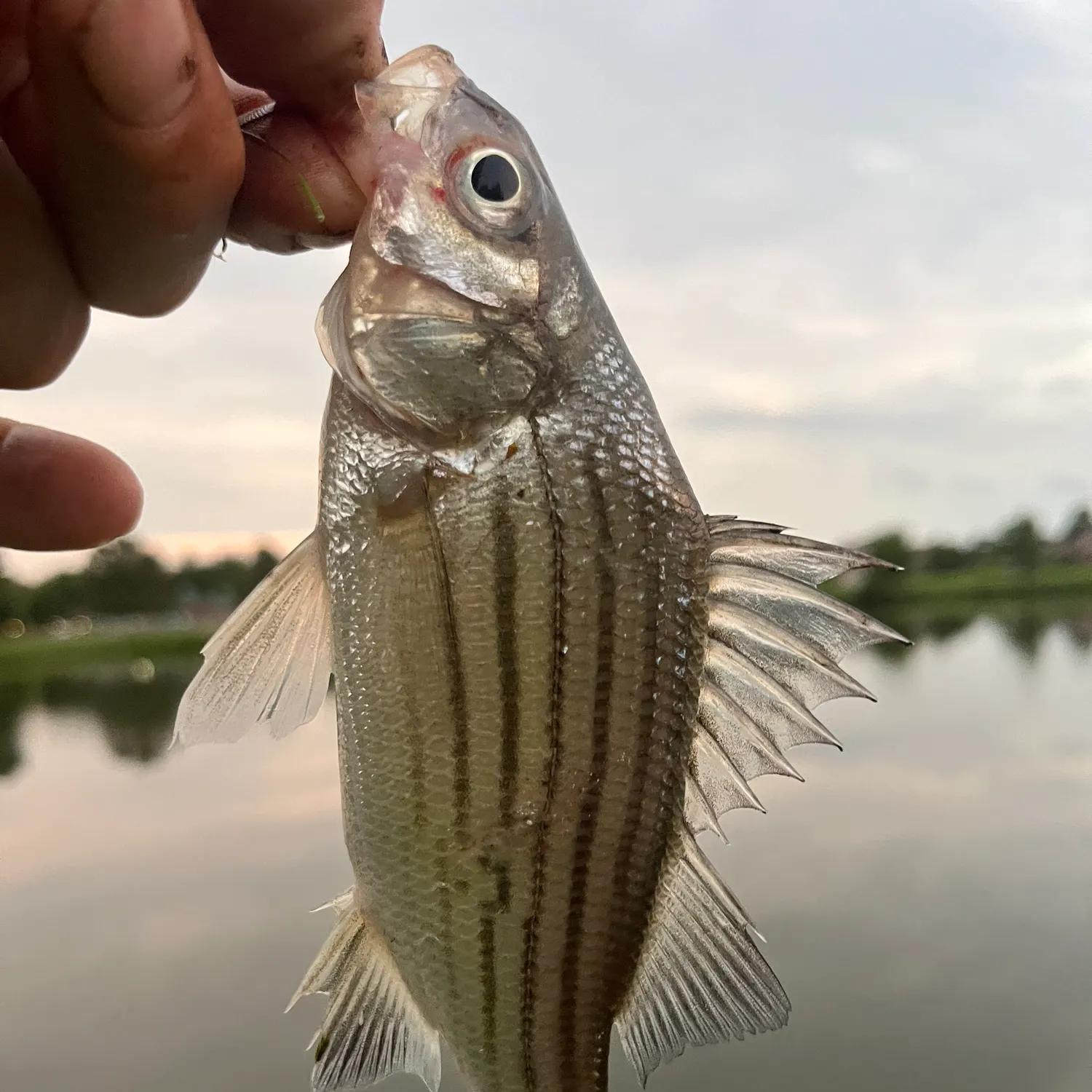 Yellow bass caught on Fishbrain