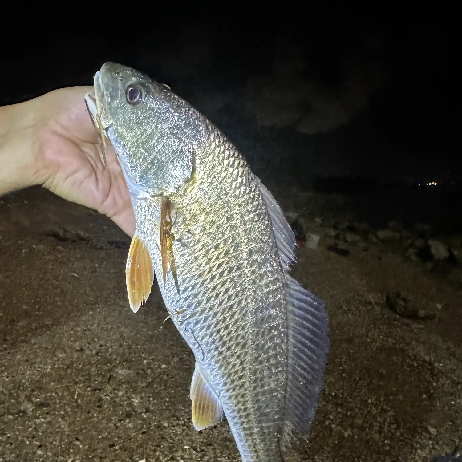 Red drum caught on Fishbrain