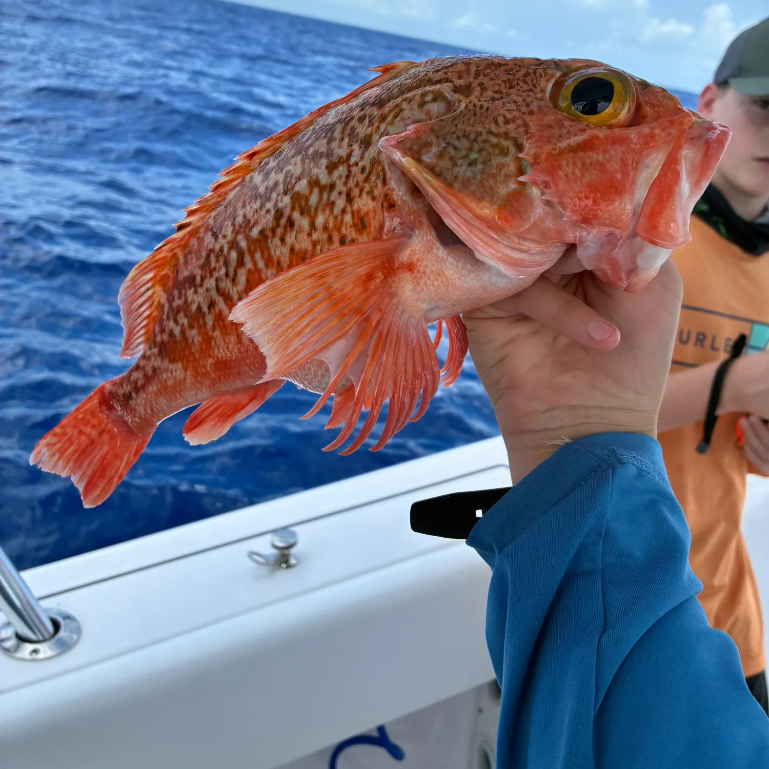 The most recent Blackbelly rosefish catches on Fishbrain