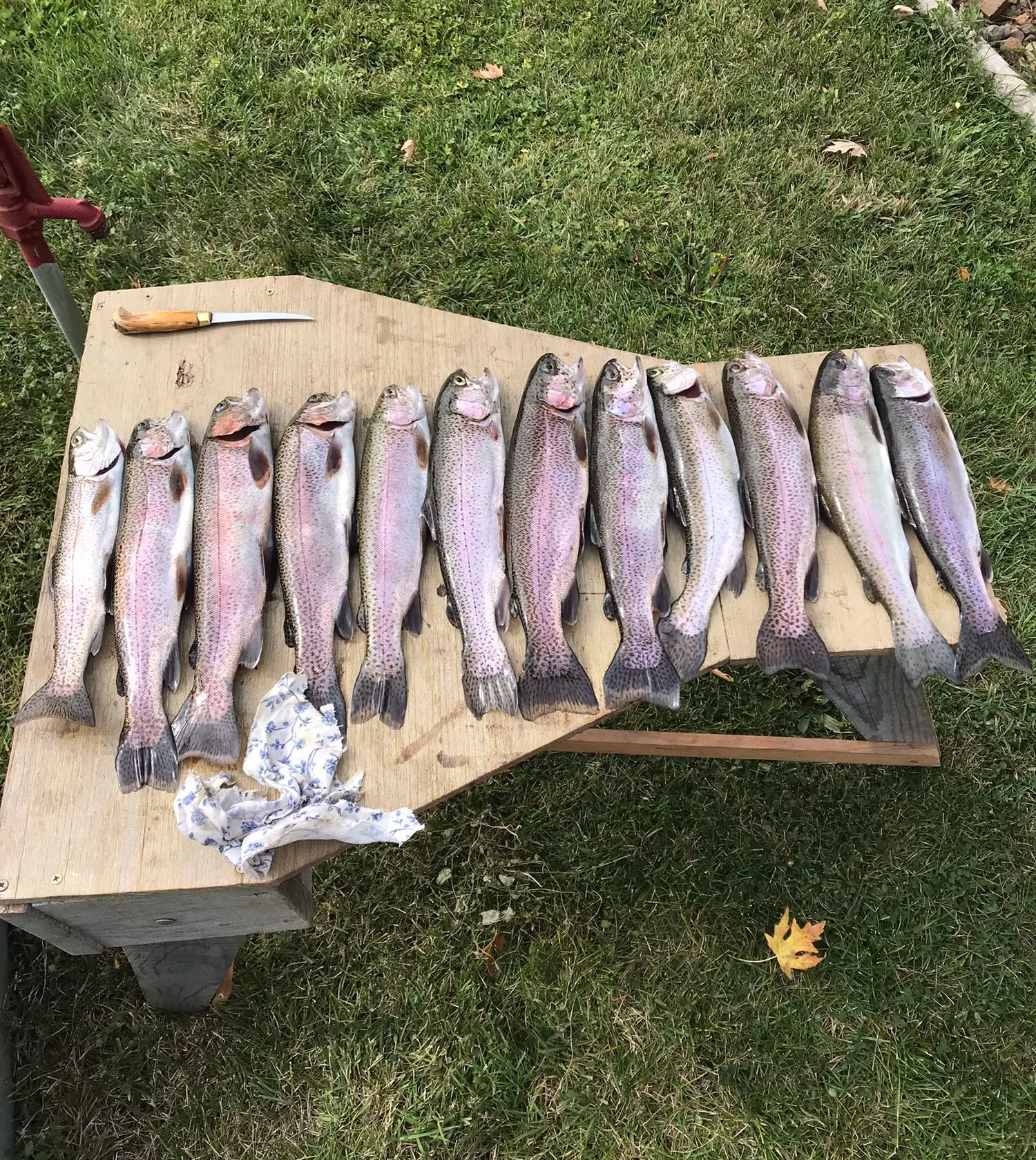 recently logged catches