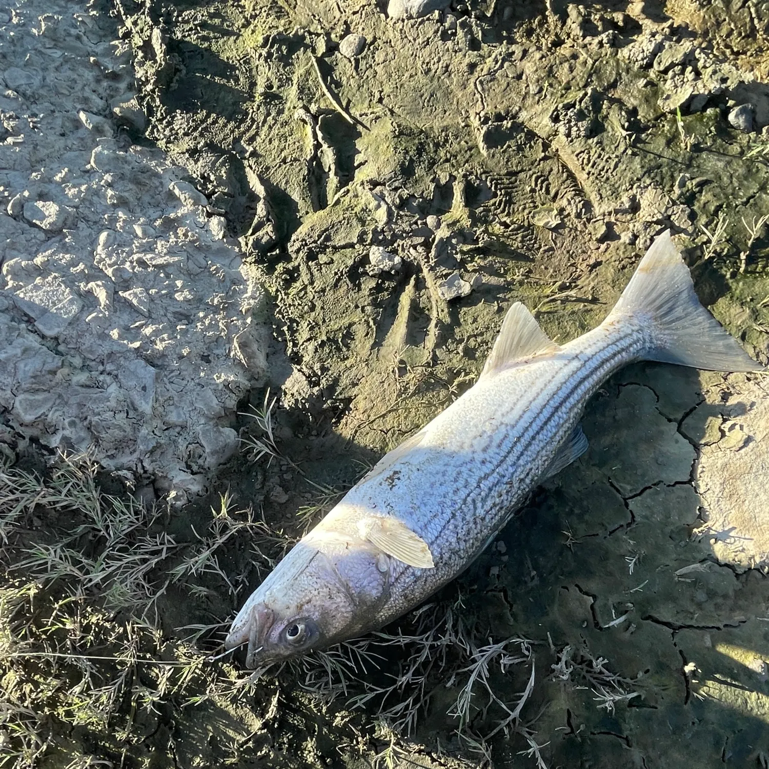 Striped bass caught on Fishbrain