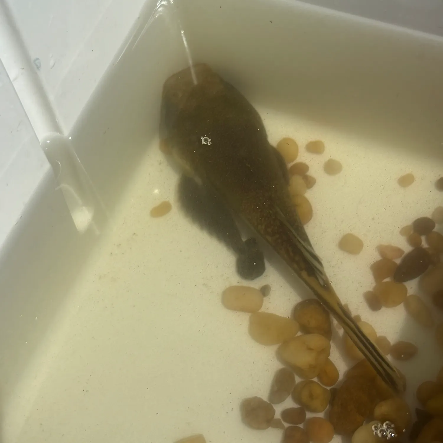 The most recent Northern stargazer catches on Fishbrain