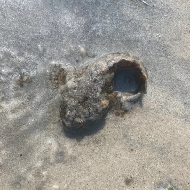 Oyster toadfish caught on Fishbrain