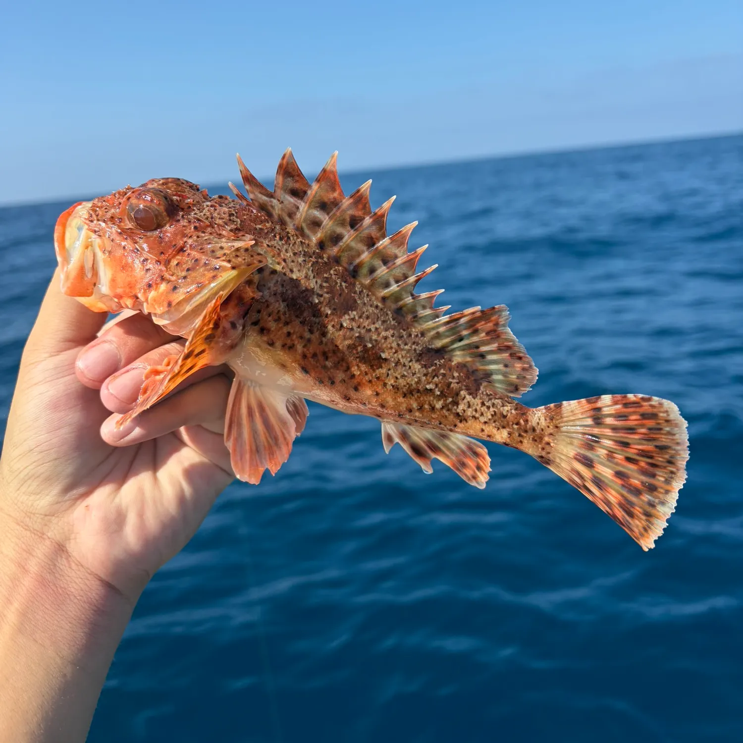 The most recent California scorpionfish catches on Fishbrain